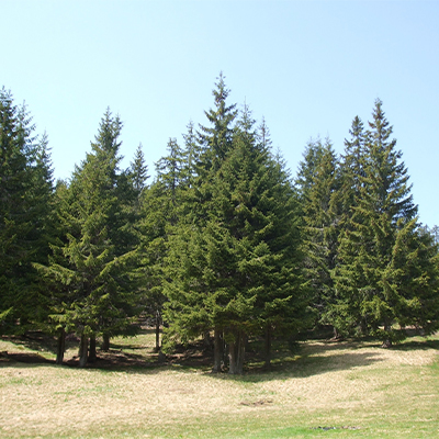 Arazi Planlaması